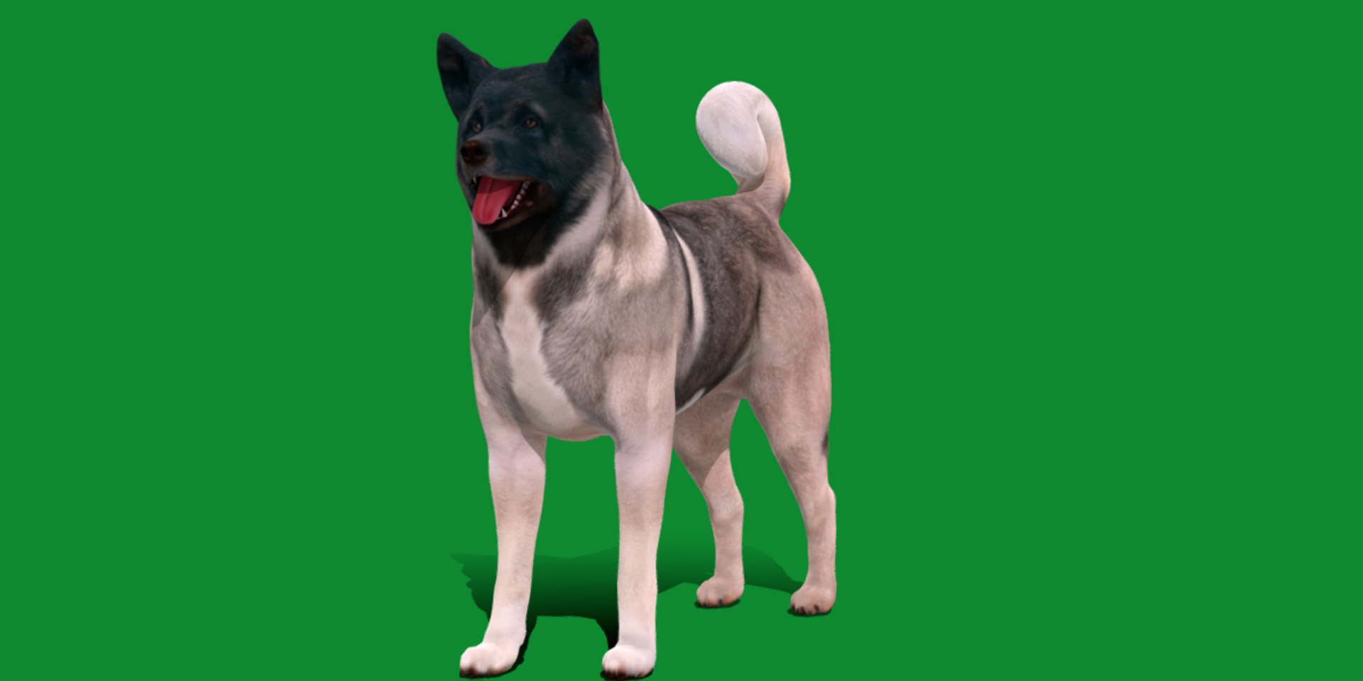 3D American Akita Dog model https://p.turbosquid.com/ts-thumb/Jz/GMtQIc/s3/american_akita1/png/1729022500/1920x1080/fit_q87/2ea476b1070acb2226687967d89333977d7cbef6/american_akita1.jpg