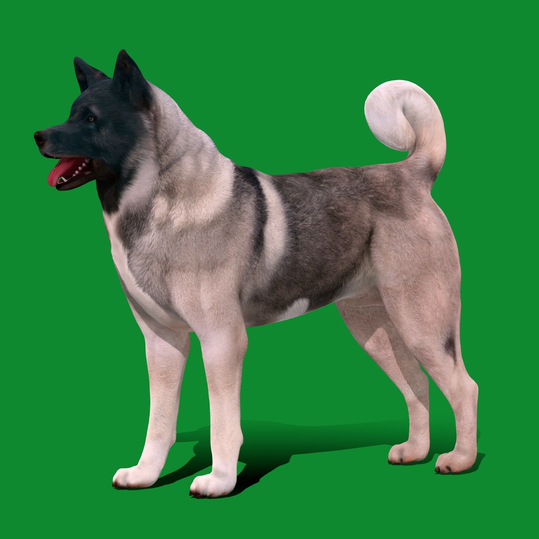 3D American Akita Dog model https://p.turbosquid.com/ts-thumb/Jz/GMtQIc/uL/american_akita22/png/1729022616/1920x1080/fit_q87/d3877901e0cae78ea2a70bdc347a75cab060c854/american_akita22.jpg