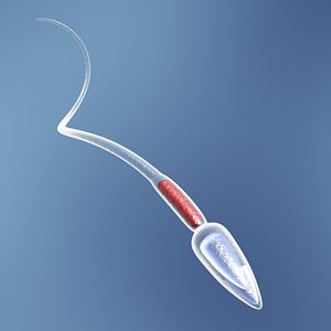 3ds max human sperm