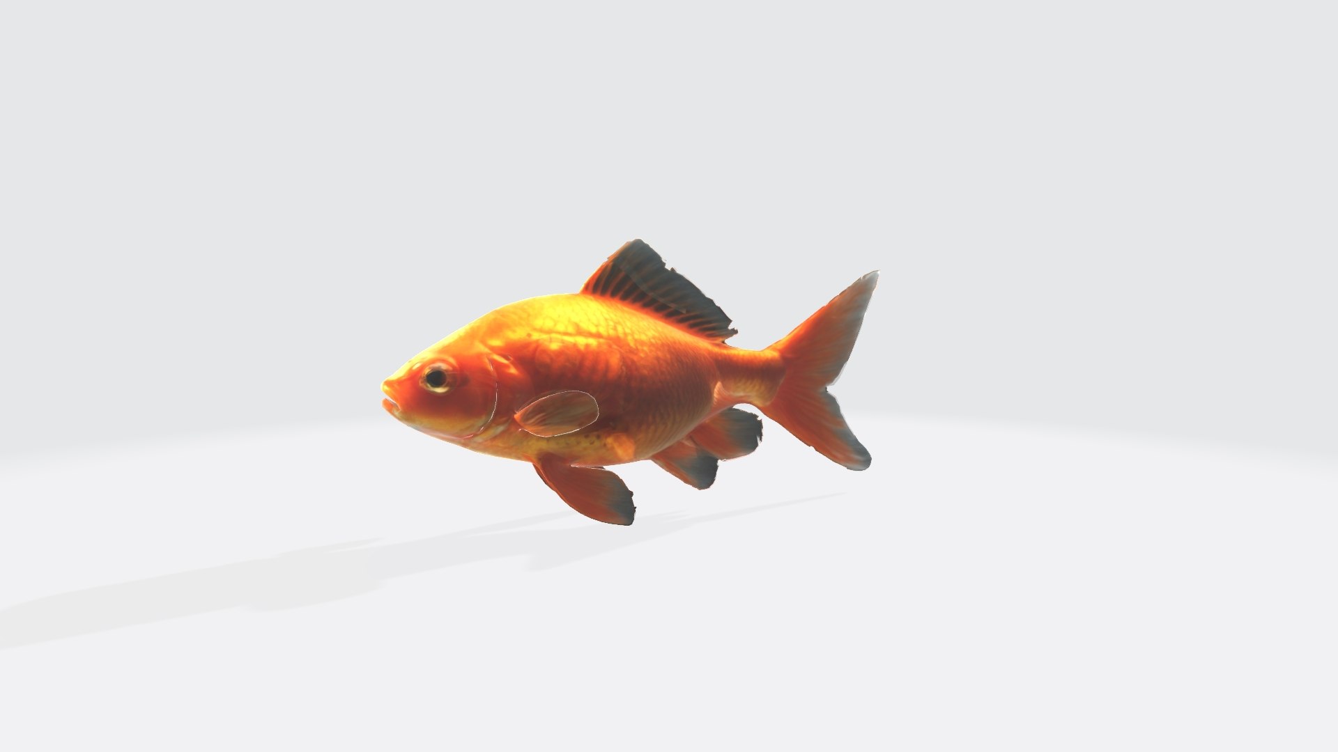 Gold Fish Realistic 3d Model High Resulation Model - TurboSquid 2351562