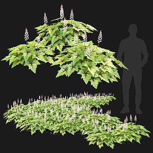 3D model Tiarella 01