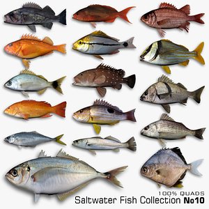 Saltwater Fish Collection 10 3D