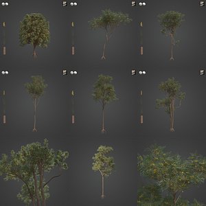3D 2021 PBR Brigalow Collection - Acacia Harpophylla