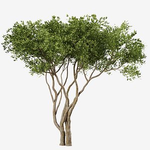 Set of Olive or Olea Europaea Tree - 2 Trees model