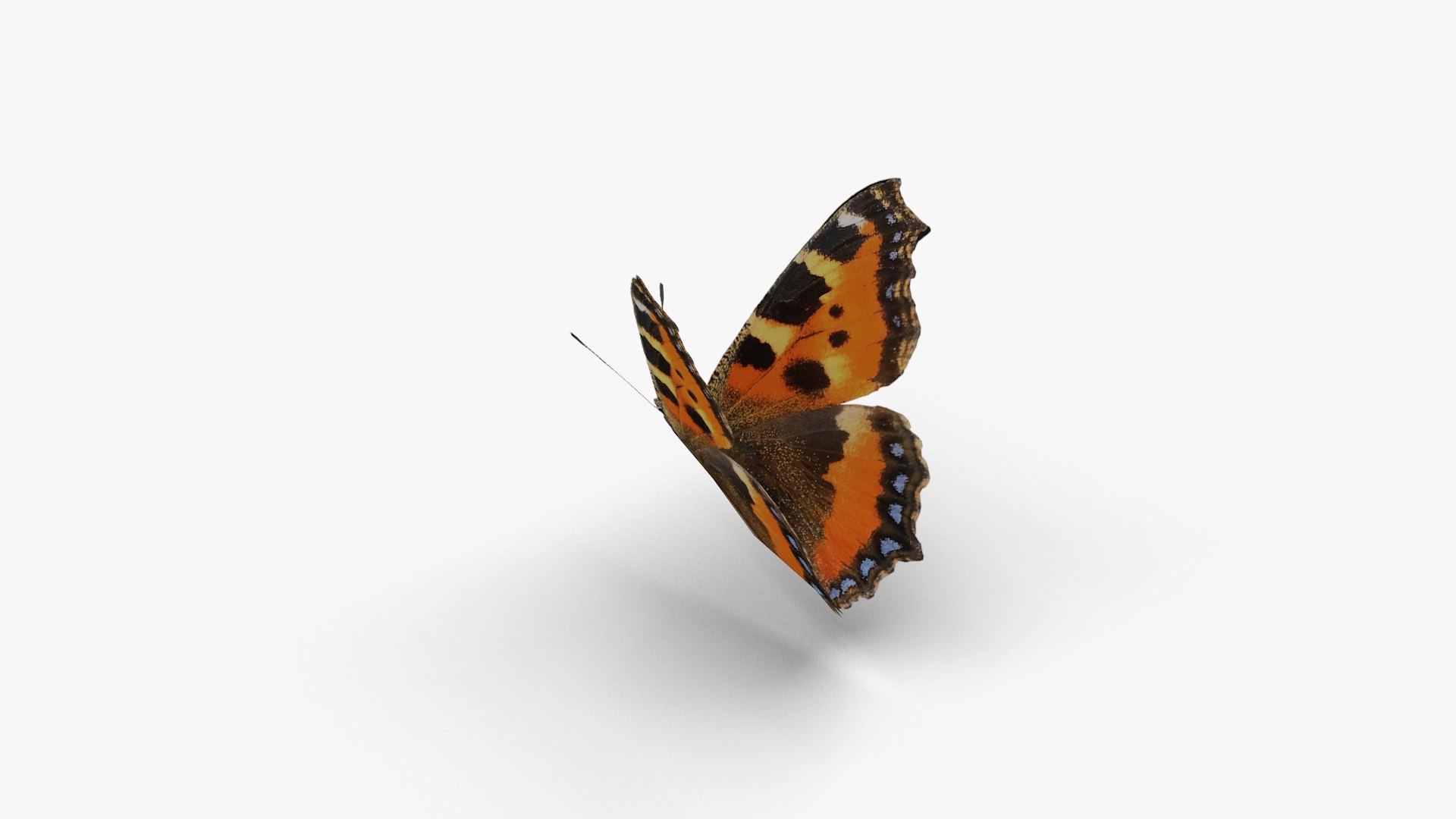 3D Low polygon butterfly - Small tortoiseshell https://p.turbosquid.com/ts-thumb/Jz/e5pQ27/6w/smalltortoiseshell2/jpg/1649058990/1920x1080/fit_q87/4005a59e365c0b4f3f20709333043f685e841a4f/smalltortoiseshell2.jpg