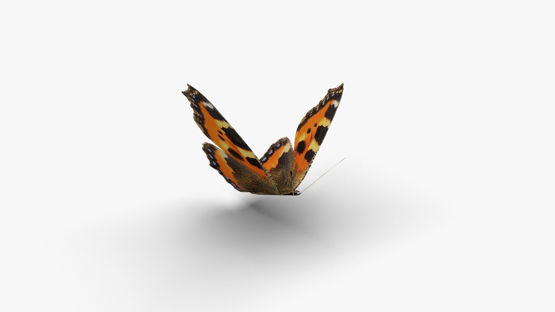 3D Low polygon butterfly - Small tortoiseshell https://p.turbosquid.com/ts-thumb/Jz/e5pQ27/AI/smalltortoiseshell3/jpg/1649058992/1920x1080/fit_q87/c12eac67d8d2d7048b0fc6129f31dd50288125ac/smalltortoiseshell3.jpg