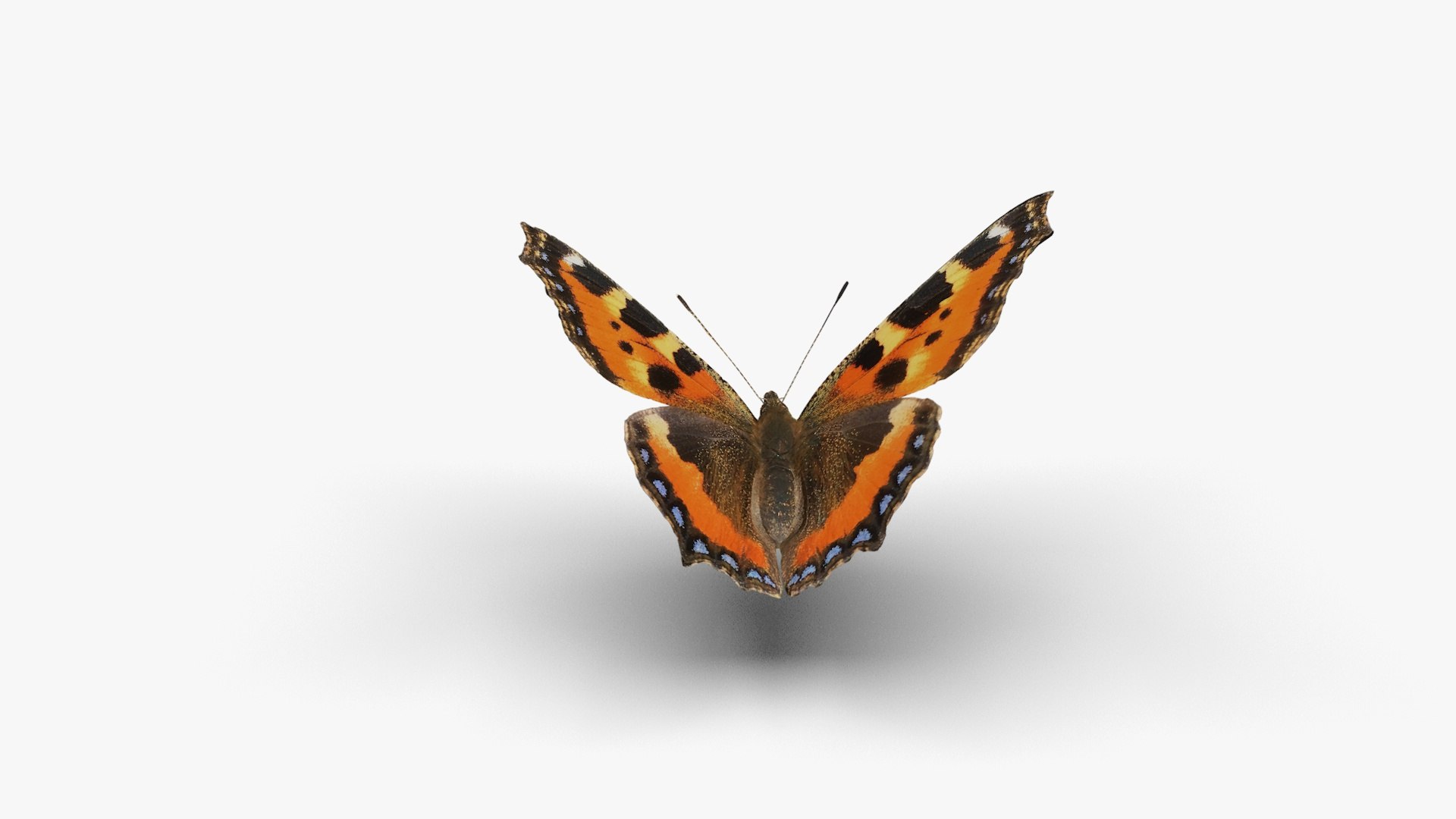 3D Low polygon butterfly - Small tortoiseshell https://p.turbosquid.com/ts-thumb/Jz/e5pQ27/Bt/smalltortoiseshell4/jpg/1649058992/1920x1080/fit_q87/235ce37976b4f90c49b6a6f57ac613b90b82e848/smalltortoiseshell4.jpg