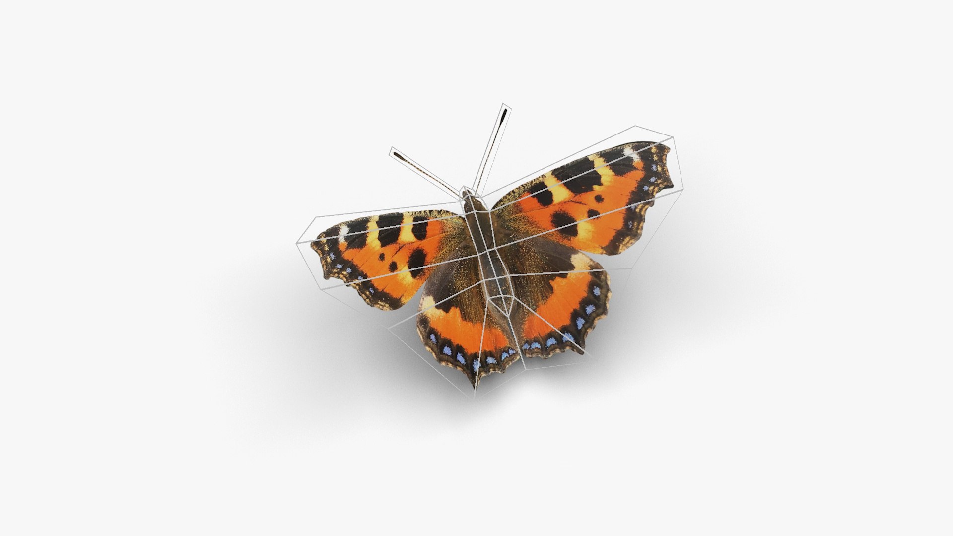 3D Low polygon butterfly - Small tortoiseshell https://p.turbosquid.com/ts-thumb/Jz/e5pQ27/Fv/smalltortoiseshell5/jpg/1649058991/1920x1080/fit_q87/423e91a66873465662838127fcdbc60fe69c2407/smalltortoiseshell5.jpg