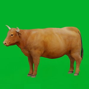 Limousin Cattle 3D model