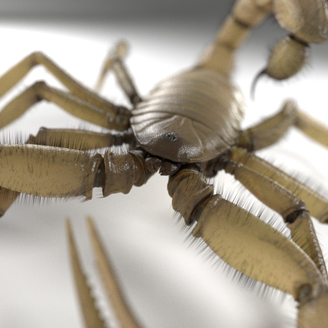 3d scorpion hadrurus arizonensis https://p.turbosquid.com/ts-thumb/Jz/eJ64wh/6AjgUiNP/renders0003/png/1463539203/1920x1080/fit_q87/466b7e53180fbbd85cf8c4dbf2090aeb281642d4/renders0003.jpg