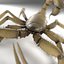 Scorpion (Hadrurus Arizonensis)