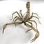Scorpion (Hadrurus Arizonensis)