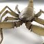 Scorpion (Hadrurus Arizonensis)