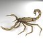 Scorpion (Hadrurus Arizonensis)