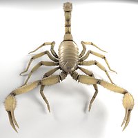 Scorpion (Hadrurus Arizonensis)