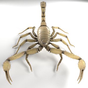 3d scorpion hadrurus arizonensis