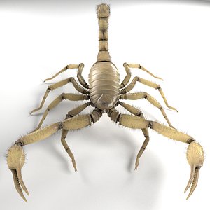 Scorpion (Hadrurus Arizonensis)