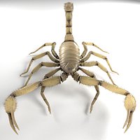 Scorpion (Hadrurus Arizonensis)