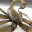 Scorpion (Hadrurus Arizonensis)