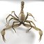 Scorpion (Hadrurus Arizonensis)
