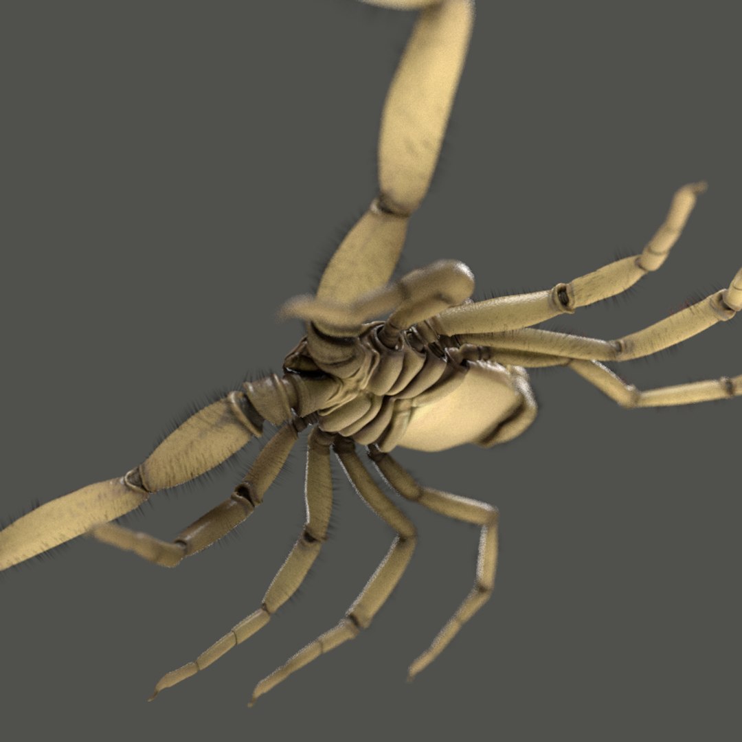 3d scorpion hadrurus arizonensis https://p.turbosquid.com/ts-thumb/Jz/eJ64wh/hQOwCPb0/a/png/1470365455/1920x1080/fit_q87/ddb922683a0d3b0aae8fb993e87487a910129b91/a.jpg