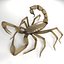 Scorpion (Hadrurus Arizonensis)