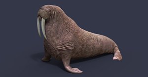 Walrus 3D print model 3D