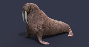 Walrus 3D print model