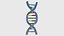 Struktur des DNA-Bündels 1
