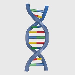 Structure of DNA v2 3D model