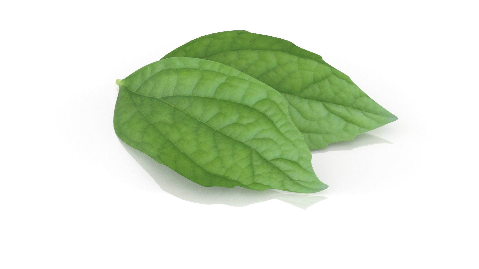 3D Jasmine leafs spice https://p.turbosquid.com/ts-thumb/Jz/iMULA3/4Z/1/png/1675862109/1920x1080/fit_q87/b5fcb0995e1cff0f0f92821140546503050bd0de/1.jpg