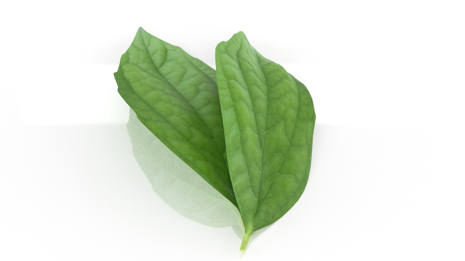 3D Jasmine leafs spice https://p.turbosquid.com/ts-thumb/Jz/iMULA3/l1/13/png/1675862217/1920x1080/fit_q87/e7002629dbcdf6feaed3befffae2e348ff71ffc2/13.jpg