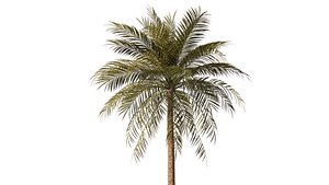 Areca Palm for Landscape Architect ENSCAPE