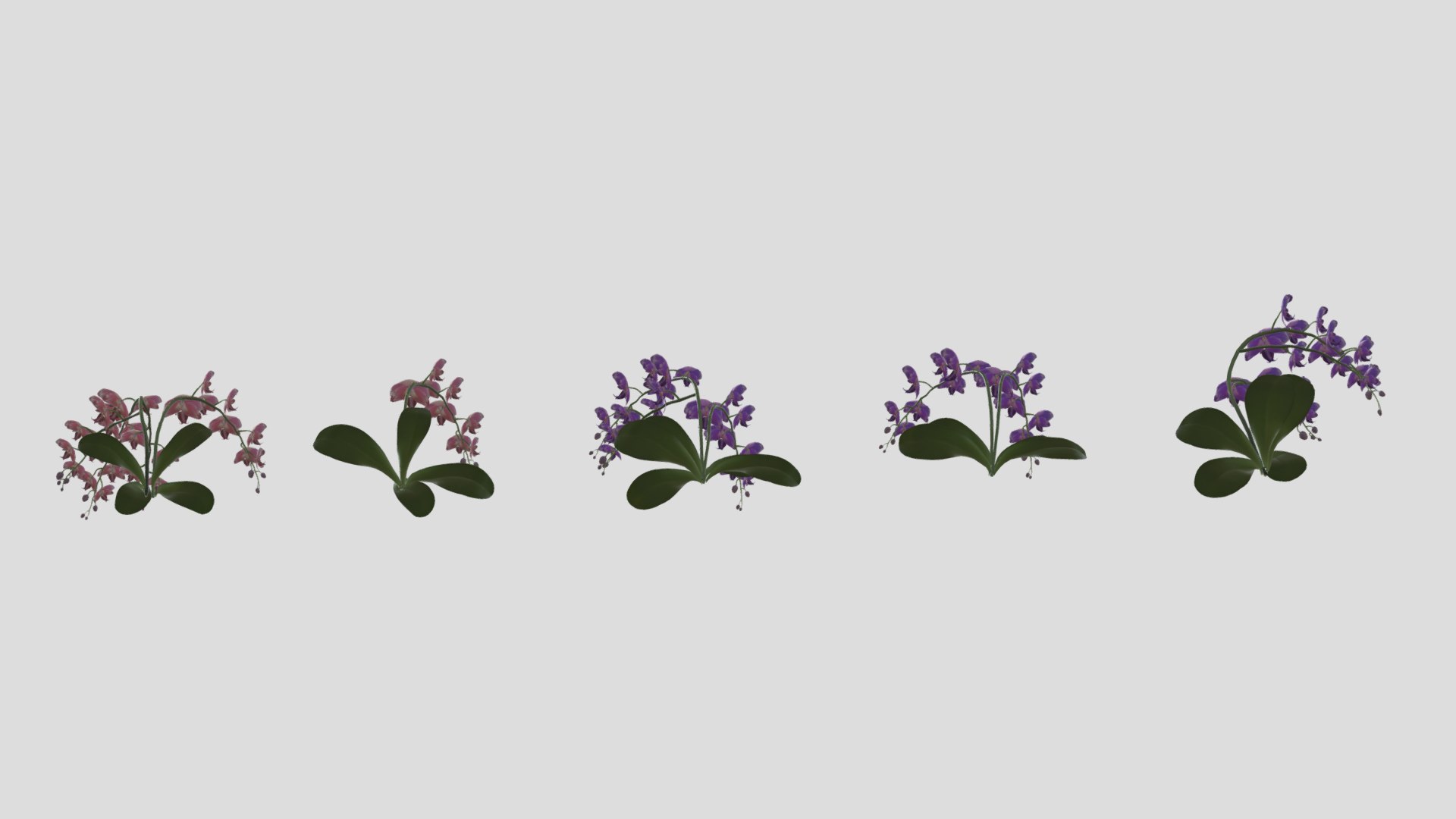 3D Orchid Flower Low Poly https://p.turbosquid.com/ts-thumb/Jz/nR38BU/0z/orchidflowerlowpoly010/jpg/1740739019/1920x1080/fit_q87/d7fda598812496cd15eb6e3a6f5099fec99e7200/orchidflowerlowpoly010.jpg