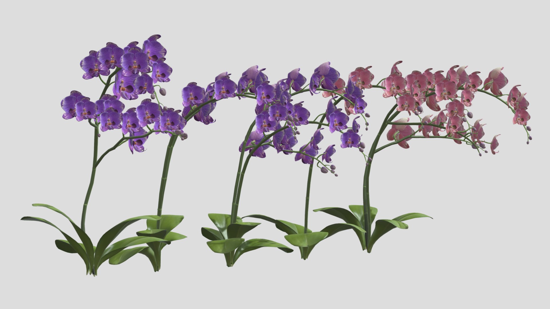 3D Orchid Flower Low Poly https://p.turbosquid.com/ts-thumb/Jz/nR38BU/O5/orchidflowerlowpoly005/jpg/1740739014/1920x1080/fit_q87/182403bc90d9cf867bb1c3ae328610f7d3ef46e7/orchidflowerlowpoly005.jpg