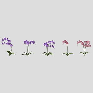 3D Orchid Flower Low Poly