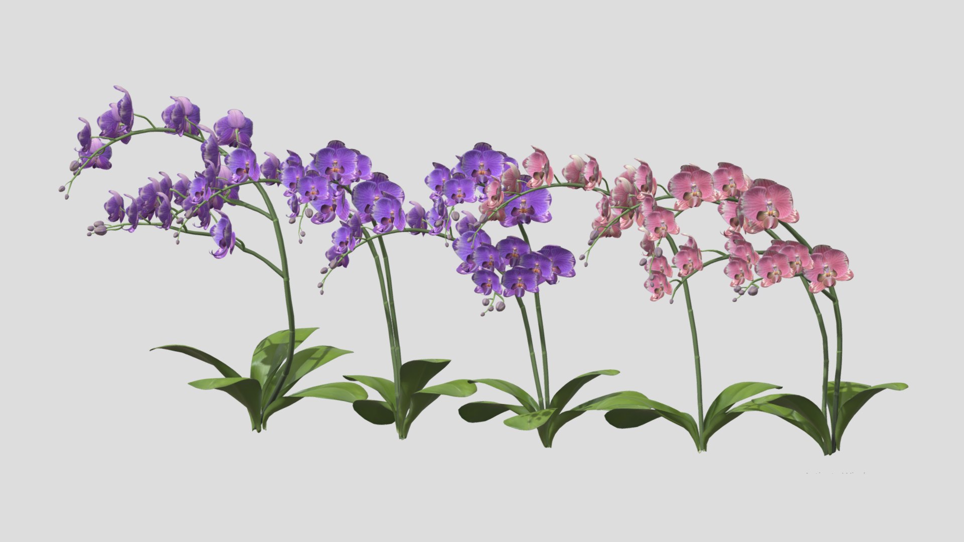 3D Orchid Flower Low Poly https://p.turbosquid.com/ts-thumb/Jz/nR38BU/aG/orchidflowerlowpoly006/jpg/1740739016/1920x1080/fit_q87/b9d22b39fcdcd0b08372f417e081c1cf96913244/orchidflowerlowpoly006.jpg