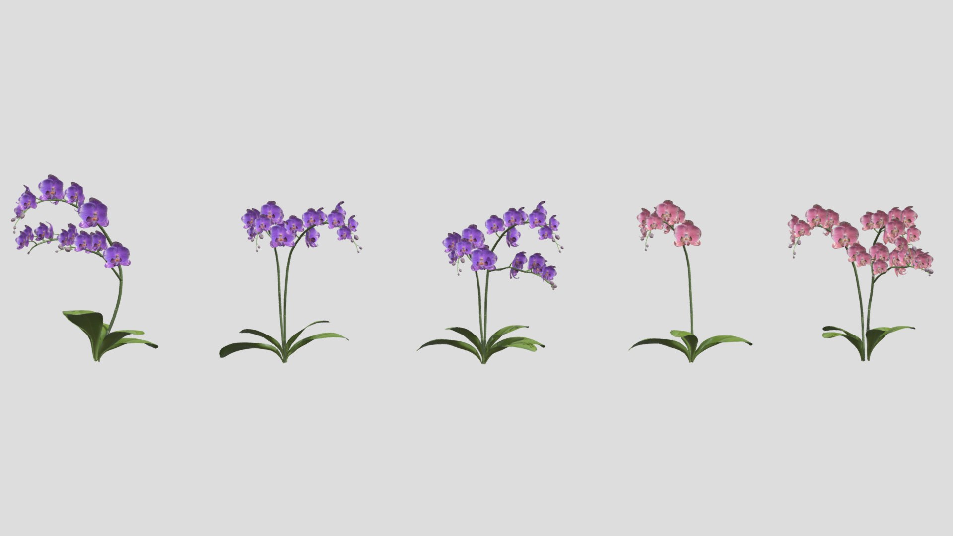 3D Orchid Flower Low Poly https://p.turbosquid.com/ts-thumb/Jz/nR38BU/om/orchidflowerlowpoly001/jpg/1740739000/1920x1080/fit_q87/e21560c76e17c1767104756a8e7872fd7050b9f0/orchidflowerlowpoly001.jpg