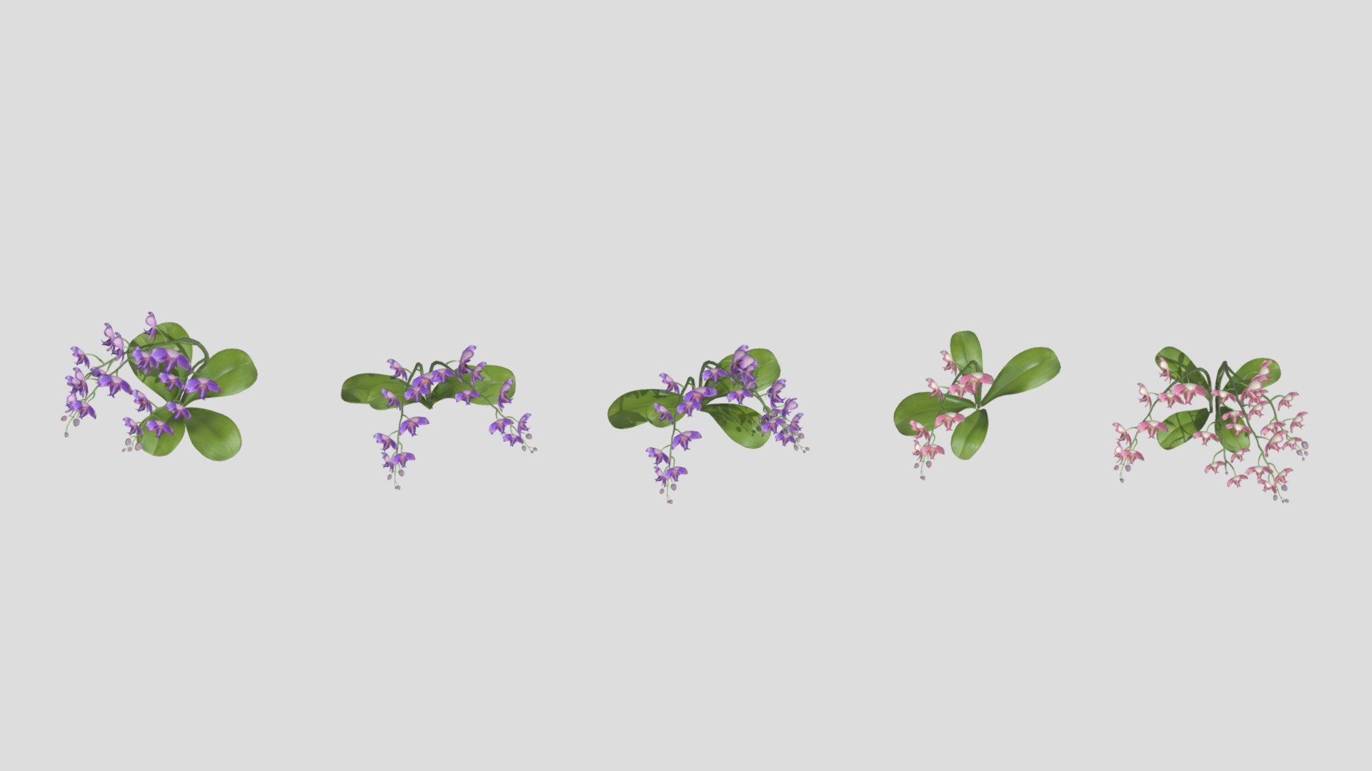3D Orchid Flower Low Poly https://p.turbosquid.com/ts-thumb/Jz/nR38BU/xC/orchidflowerlowpoly007/jpg/1740739016/1920x1080/fit_q87/1d46e3495ac7b0349799fa8dc5d89b488bb7ade9/orchidflowerlowpoly007.jpg