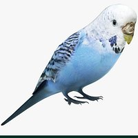 Budgie Blue