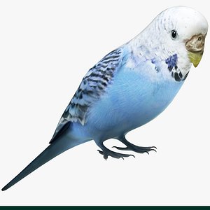 Budgie Blue