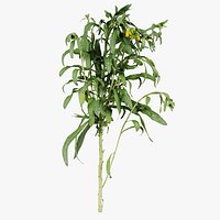 Aegean Garden Wallflower Erysimum Cheiri Remastered