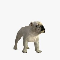 bulldog