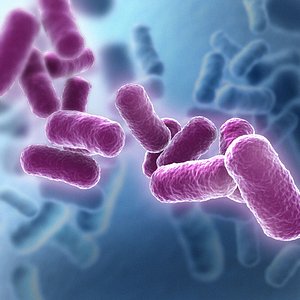 set bacillus bacteria max