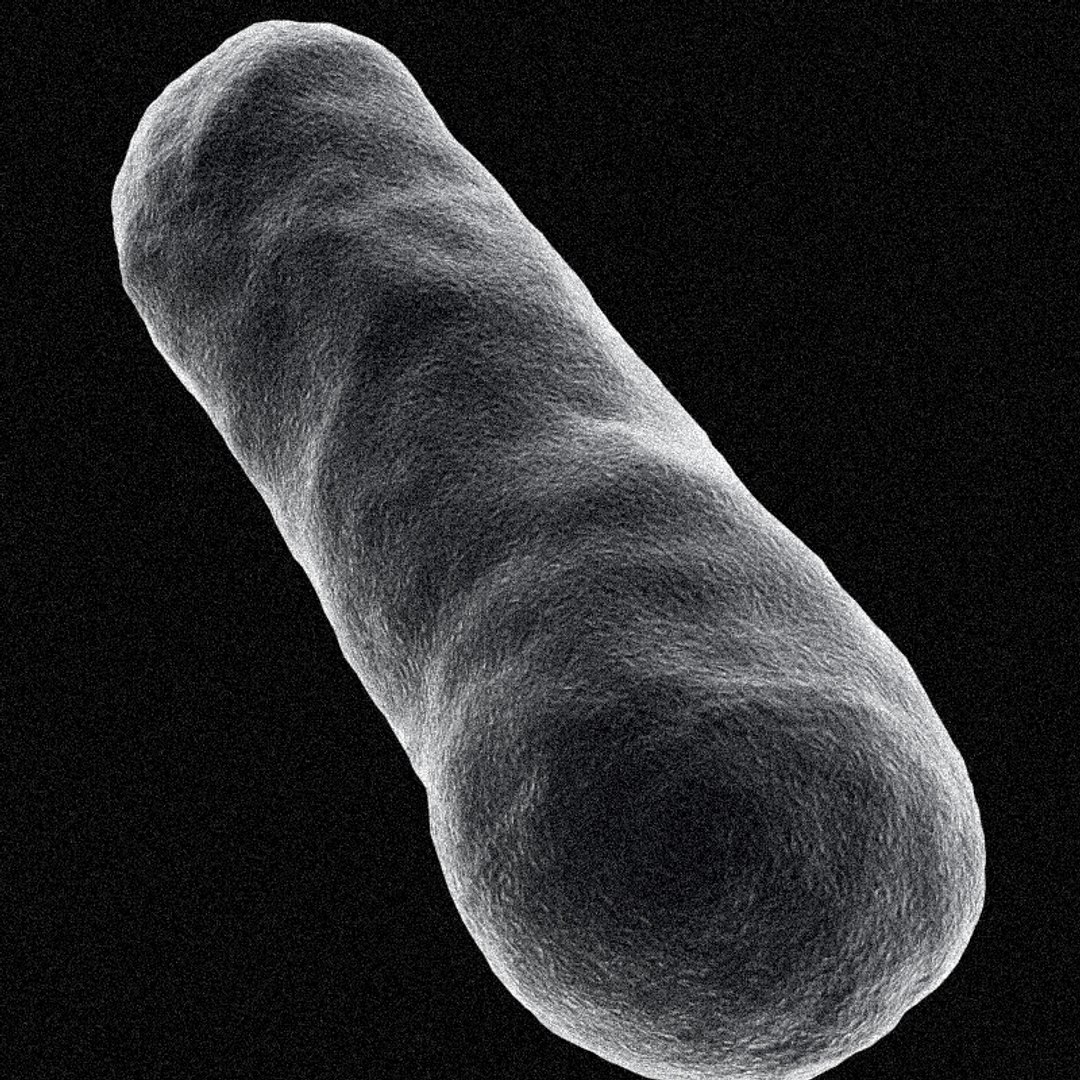 set bacillus bacteria max https://p.turbosquid.com/ts-thumb/K0/95pyEj/ciy44EsM/bg_04/jpg/1154917917/1920x1080/fit_q87/6f5de3284a4a7bc571cdf65036e3ce7646f5ce97/bg_04.jpg