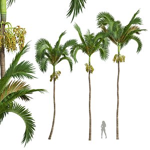 3D model New Plant High detail Areca Catechu Medium