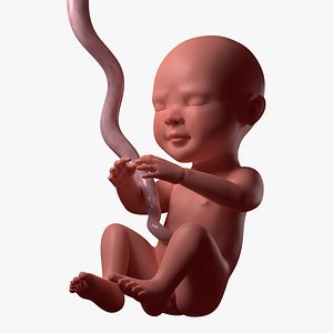 Fetus Human Baby