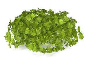 3D celery sprout salad