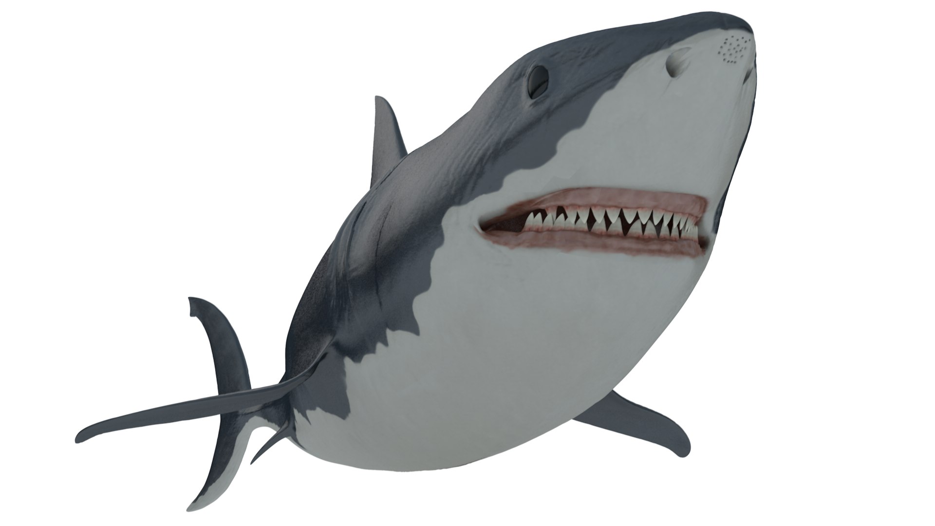 3D shark rig model - TurboSquid 1559573