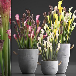 3D model exotic plants sarracenia